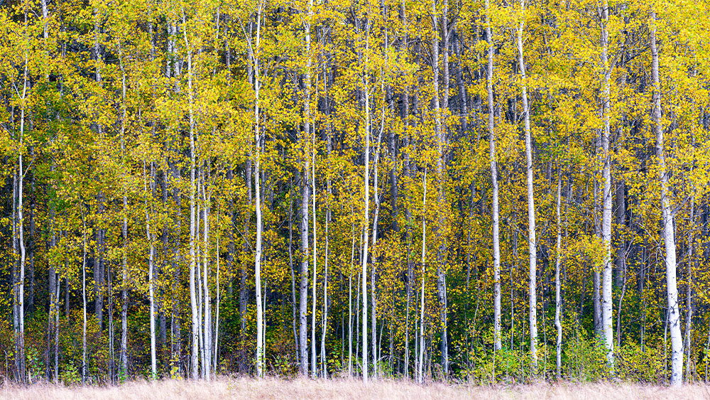The largest and longest living organism in the world…